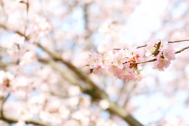 kiraz çiçekleri Sakura dalı. bahar zamanı