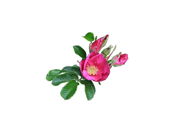 Flor de rosa con brotes y hojas aisladas sobre fondo blanco — Foto de Stock