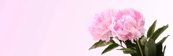 Pink peonies on a gentle background — Stock Photo, Image