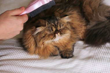 penye longhair kedi. Farsça egzotik kedi