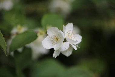 bahar bahçe çiçek açan philadelphus