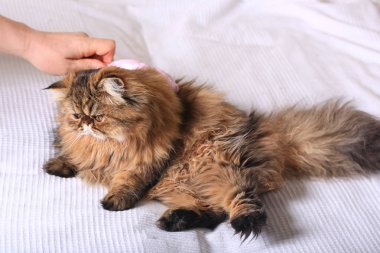 penye longhair kedi. Farsça egzotik kedi