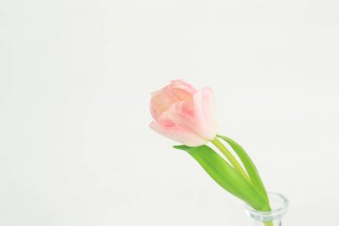 Açık arkaplanda pembe laleler