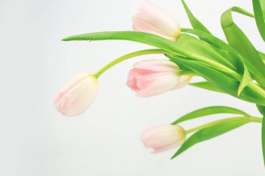 Açık arkaplanda pembe laleler