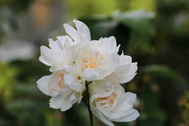 bahar bahçe çiçek açan philadelphus