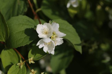 bahar bahçe çiçek açan philadelphus