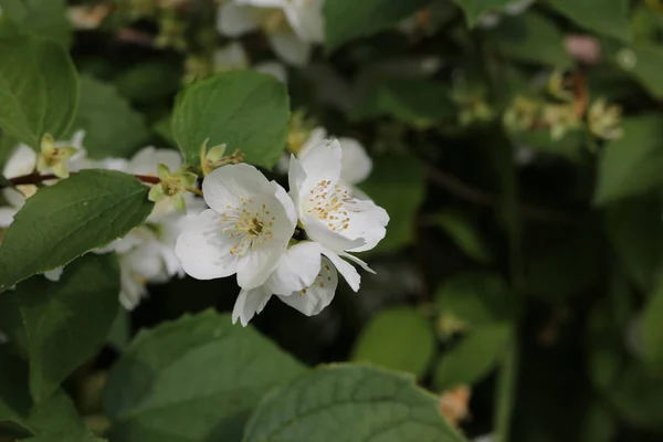 Blooming philadelphus in the spring garden — Stock Photo, Image