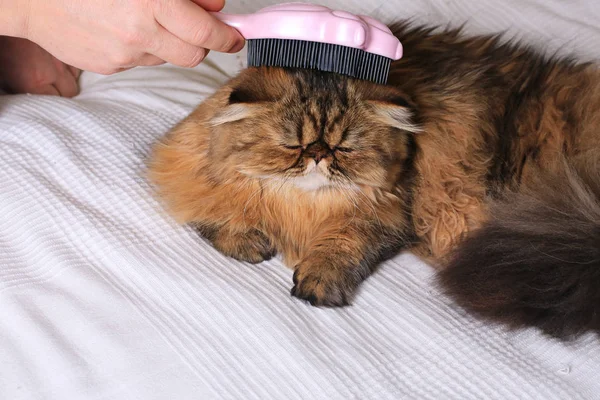 penye longhair kedi. Farsça egzotik kedi
