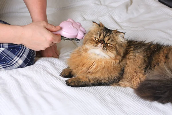 Langhaarkatze kämmen. Persische Exotenkatze — Stockfoto