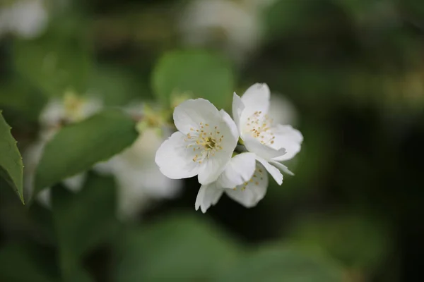 Blooming philadelphus in the spring garden — Stock Photo, Image