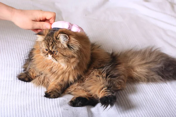 penye longhair kedi. Farsça egzotik kedi