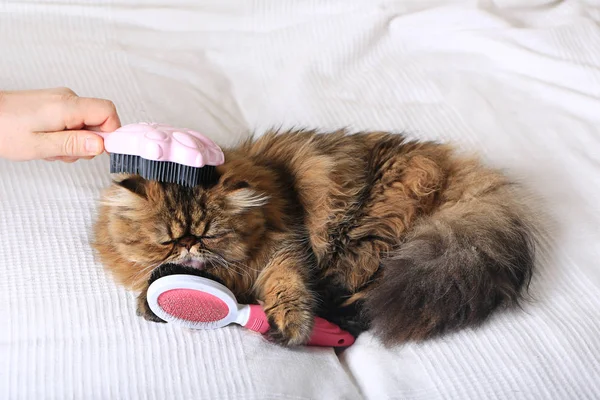 penye longhair kedi. Farsça egzotik kedi