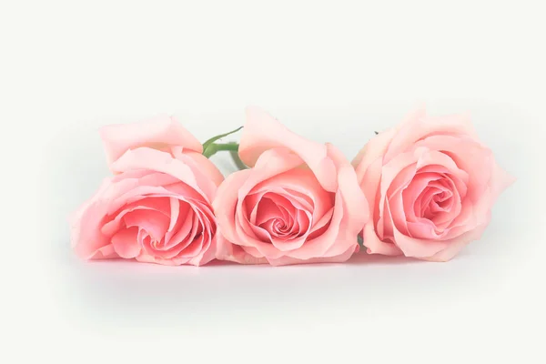 Рожеві троянди на світлому фоні — стокове фото