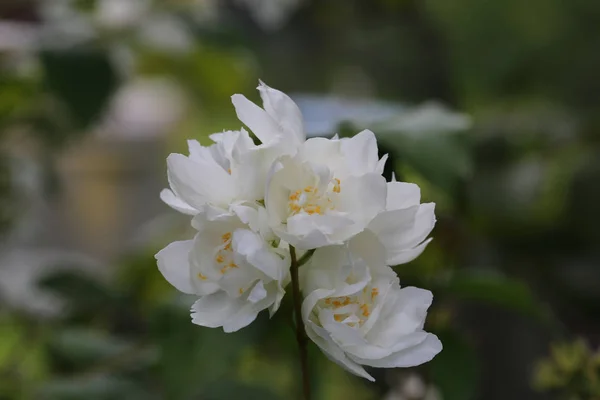 Квітучий філадельф у весняному саду — стокове фото