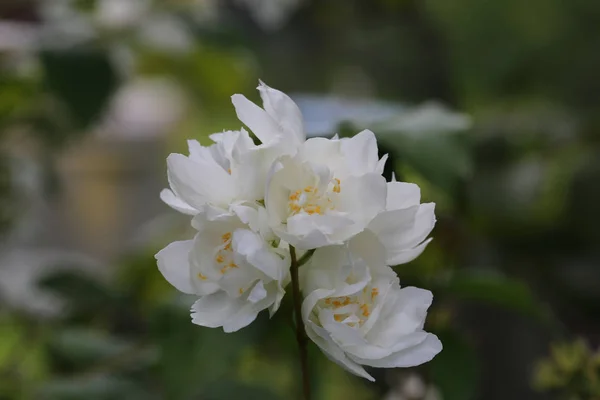 Blooming philadelphus in the spring garden — Stock Photo, Image