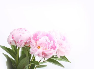 Renkli zeminde modern kart. Yaz konsepti. Bahar çiçek arka plan. Parlak pastel arka plan. Romantik kart. Çiçek dekorasyonu. Doğal güzellik. Bahar çiçeği arka plan. Modern sanat.