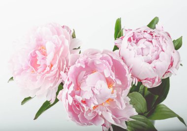 Renkli zeminde modern kart. Yaz konsepti. Bahar çiçek arka plan. Parlak pastel arka plan. Romantik kart. Çiçek dekorasyonu. Doğal güzellik. Bahar çiçeği arka plan. Modern sanat.