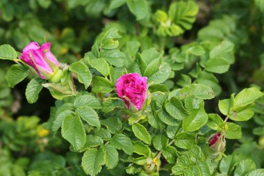 Çiçek açan gül tomurcukları bahçe. Bahar mevsimi. Güzel mor çiçek açar. Çiçek dekorasyonu. Bahar pembe çiçekleri. Yeşil bitki tomurcukları.