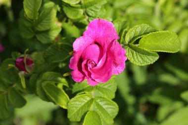 Çiçek açan gül tomurcukları bahçe. Bahar mevsimi. Güzel mor çiçek açar. Çiçek dekorasyonu. Bahar pembe çiçekleri. Yeşil bitki tomurcukları.