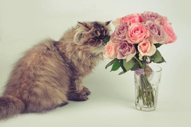 kedi gül bir buket koklama. Çiçek buketi ve Pers kedisi