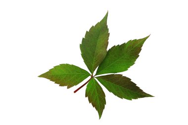 Arka planda yeşil yapraklı yabani üzümler. Bahar çiçek arka plan. İzole sonbahar yaprakları. Beyaz arka plan yalıtılmış.