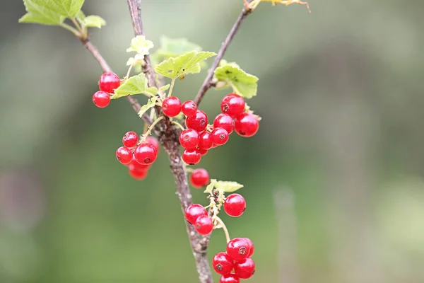 Ribes rosso in giardino. Sfondo fiore di primavera. Sfondo naturale. Vegetariano, sano, biologico. Sfondo estivo. Focus selettivo . — Foto Stock