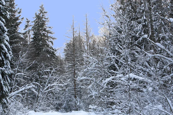 Bosque de abeto de invierno con nieve que cae y camino —  Fotos de Stock