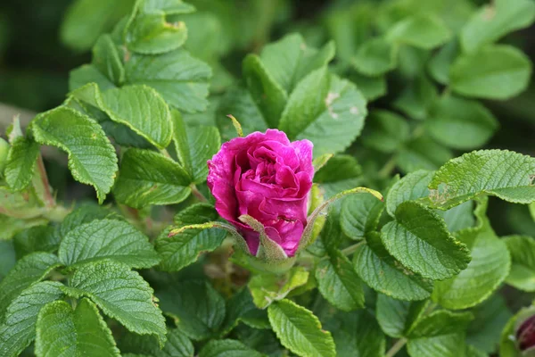 咲くバラの芽の庭。春の季節。美しい紫色の花が咲きます。花の装飾。春のピンクの花緑の植物の芽. — ストック写真