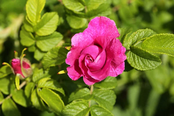 Floração rosas brotos jardim. Temporada de primavera. Bela flor roxa florescer. Decoração floral. Flores cor de rosa primavera. Botões vegetais verdes . — Fotografia de Stock