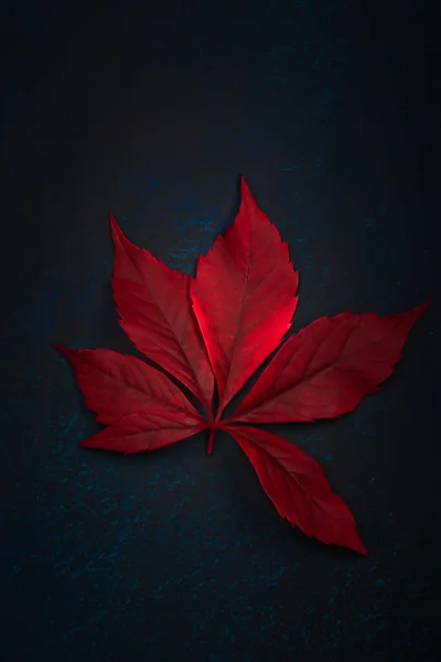 Hoja roja de otoño sobre fondo oscuro — Foto de Stock