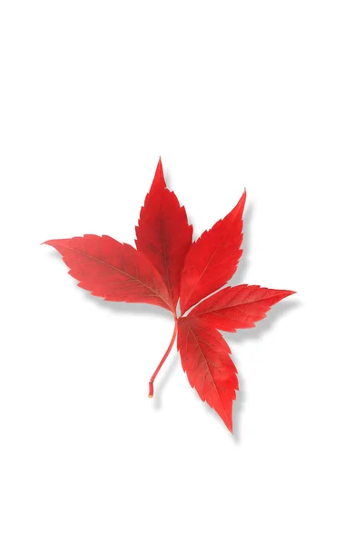 Feuille d'automne rouge isolée sur fond blanc — Photo