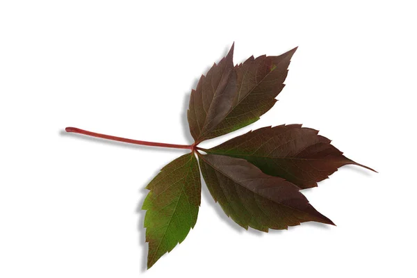 Uvas selvagens de folha verde no fundo. Fundo floral primavera. Folhas isoladas de outono. Fundo branco isolado . — Fotografia de Stock