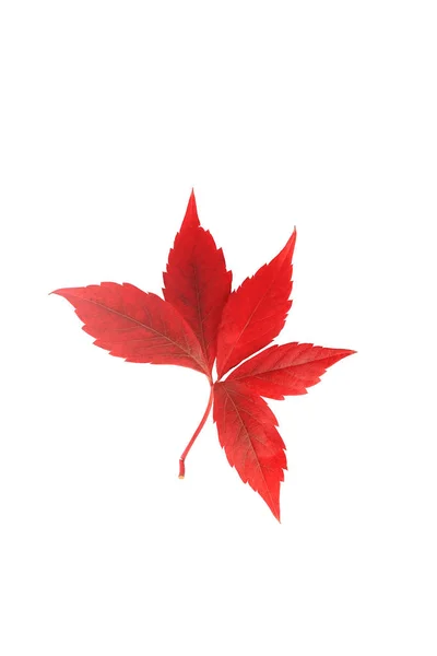 Feuille d'automne rouge isolée sur fond blanc — Photo