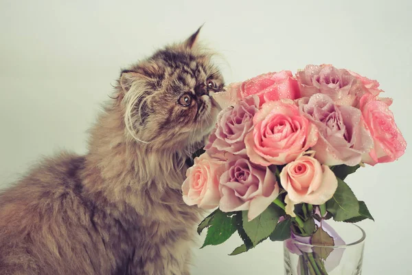 kedi gül bir buket koklama. Çiçek buketi ve Pers kedisi