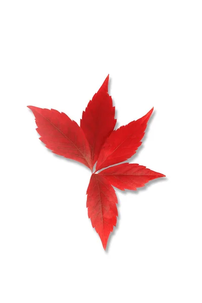 Hoja roja de otoño aislada sobre fondo blanco — Foto de Stock