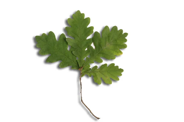 Hoja de roble aislada sobre fondo blanco — Foto de Stock