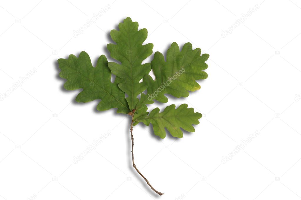 oak leaf isolated on white background