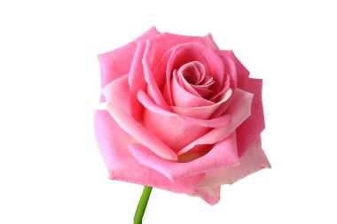 Pembe Gül beyaz arkaplanda izole edildi