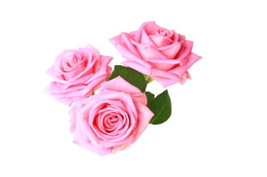 beyaz arka plan üzerinde izole yaprakları ile üç pembe gül