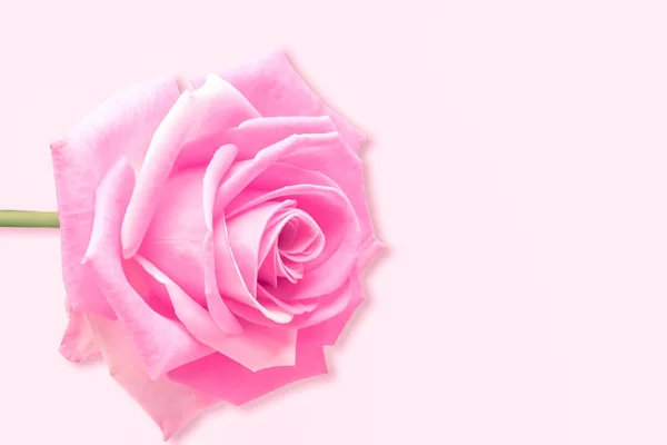 Delicate pink roses isolated on pink background — Stock Photo, Image