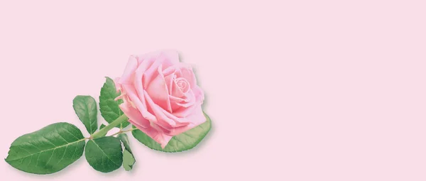 Ніжні рожеві троянди ізольовані на рожевому фоні — стокове фото