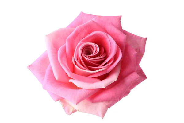 Pembe Gül beyaz arkaplanda izole edildi