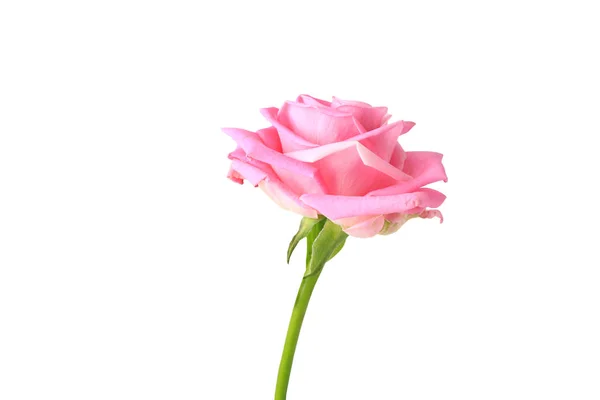 Rosa Rose isoliert auf weißem Hintergrund — Stockfoto