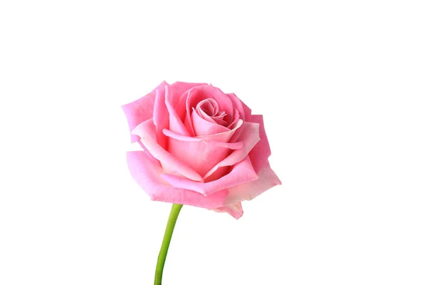 Pink Rose izolowane na białym tle — Zdjęcie stockowe