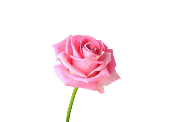 Pink rose isolated on white background — Stock Photo, Image