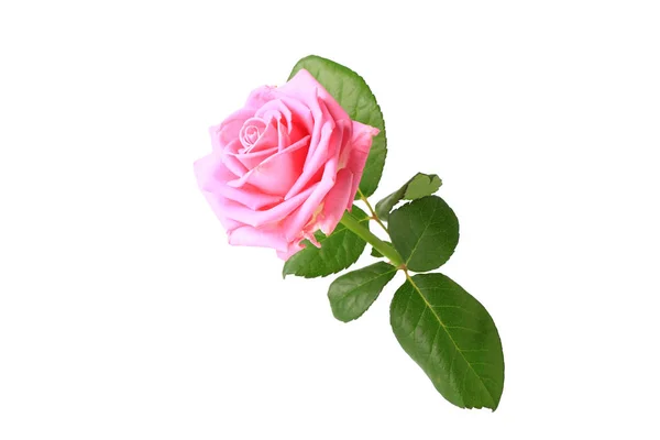 Pink rose with leaves isolated on white background — Stock Photo, Image