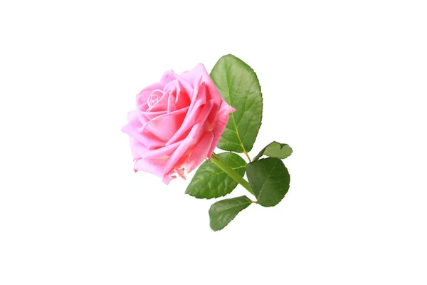 Рожева троянда з листям ізольована на білому тлі — стокове фото