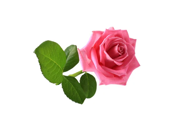 Rosa rosa con hojas aisladas sobre fondo blanco —  Fotos de Stock