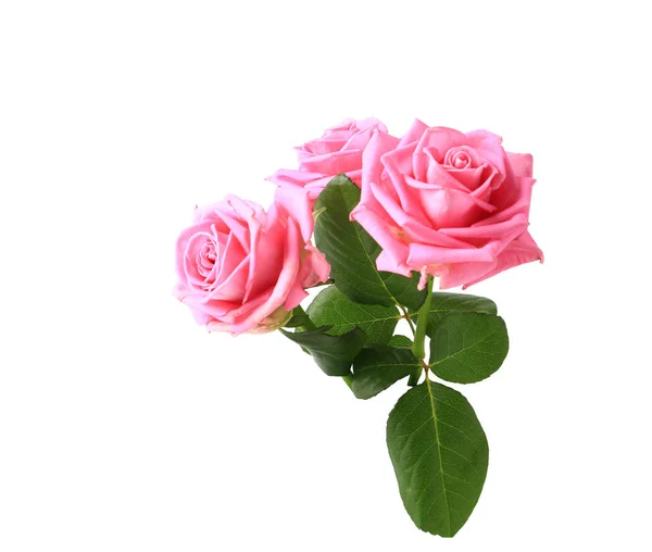 Три розовые розы с листьями изолированы на белом фоне — стоковое фото