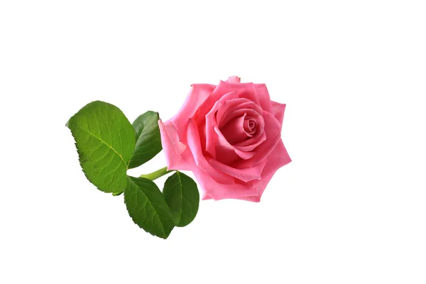 Pink rose with leaves isolated on white background — Stock Photo, Image